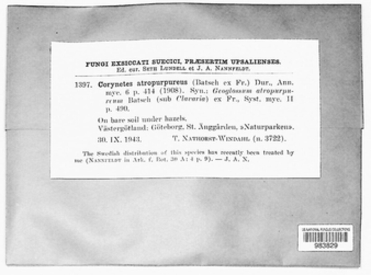 Geoglossum atropurpureum image